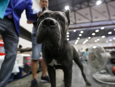 'Na Amsterdam hopelijk in heel Nederland verbod op hondenshows'