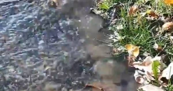 Waterleiding zorgt voor kleine overstroming in Waardenburg: Fietspad afgesloten