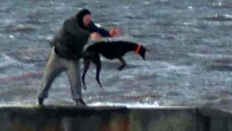 De  man gooide zijn windhond herhaaldelijk in het ijskoude zeewater.