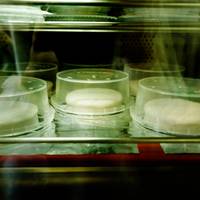 ‘Dat geloei van een moeder om haar kalf, hartverscheurend’: Gents bedrijf gaat aan de slag met dé zwakke plek van de milieubewuste eter