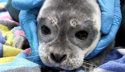 Zeehondencentrum Pieterburen vangt eerste huiler van deze zomer op