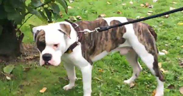 Baasjes kloonhond: het lijkt wel tovenarij | Wetenschap ...