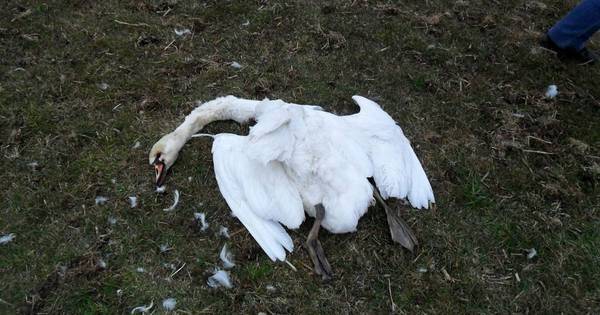 Vraagtekens bij dode zwanen | Raalte - De Stentor