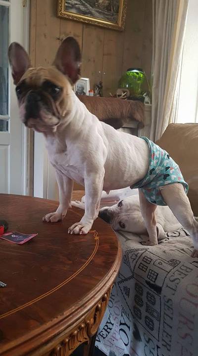 Hondje Babs krijgt tientallen luiers opgestuurd na Facebookoproep