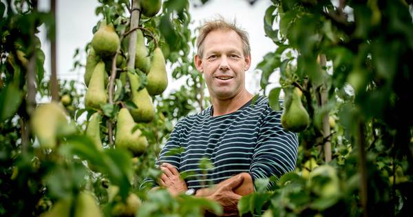 Minder en zoeter fruit door hittegolf