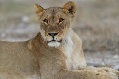 Leeuwin adopteert springbokje nadat haar welpen werden doodgebeten