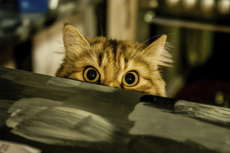 Tien Tekenen Dat Je Kat Je Wil Vermoorden Bizar Hln