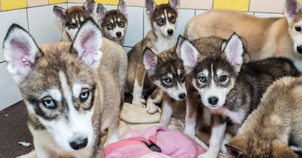 Telefoon staat roodgloeiend voor gedumpte puppies | Uden, Veghel eo - BD.nl