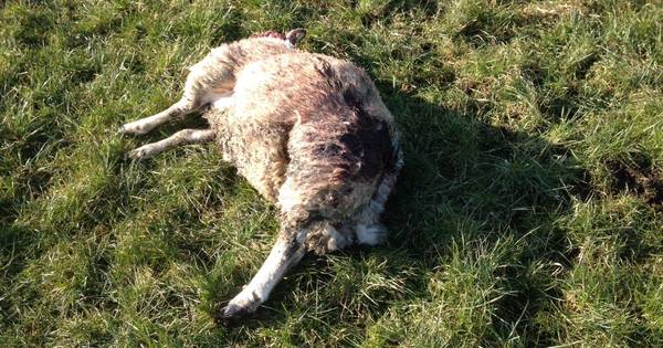 Doodgebeten schapen in Daarle nader onderzocht | Hellendoorn - Tubantia