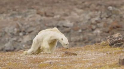 Stierf deze uitgemergelde ijsbeer echt door de klimaatverandering? Wellicht niet