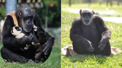 Little Mama, 'oudste chimpansee ter wereld' is overleden