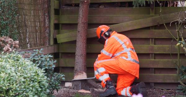 Boom dreigt op schuur te vallen in Waspik.