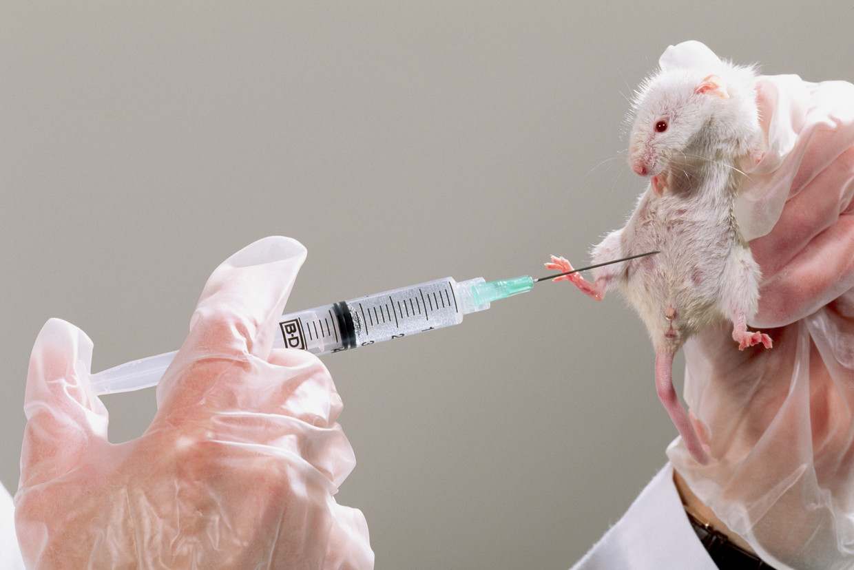 Вакцина мыши. Биопроба на животных микробиология. Заражение лабораторных животных. Метод заражения лабораторных животных. Биологический метод (биопроба).