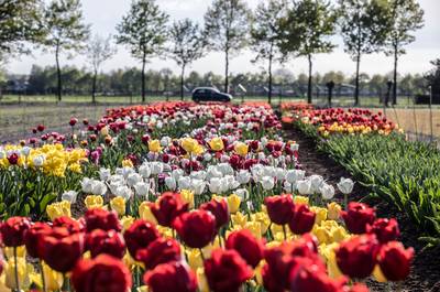 Bonte kleurenpracht op bollenveld in Wageningen