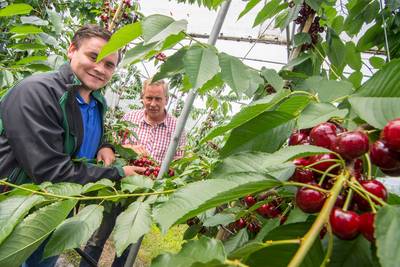 Kersenplukseizoen voorbij? Niet bij deze fruitteler
