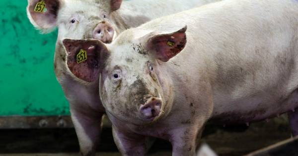 Groen licht voor plannen in Liessel: varkens maken plaats voor schapen, theetuin en boerderijwinkel 
