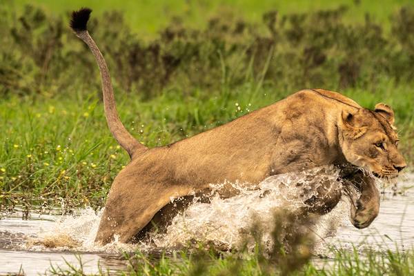 Okavango: river of dreams