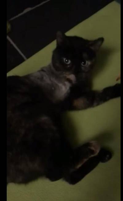 Weer neergeschoten kat in dierenopvangtehuis Bommelerwaard, linkerpootje verbrijzeld en geamputeerd