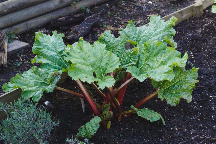 Rabarber planten