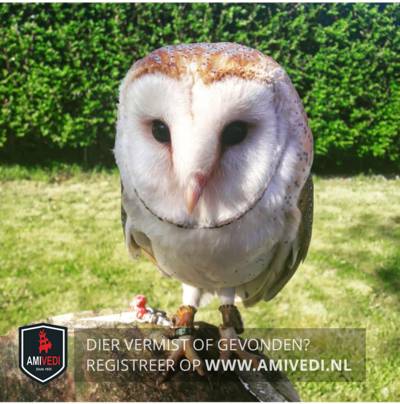 Uil Greetje is met schoenen aan gevlogen en nu al dagen kwijt
