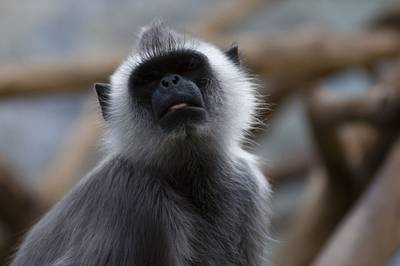 Mannen filmen hoe ze met uitsterven bedreigde aap levend oppeuzelen