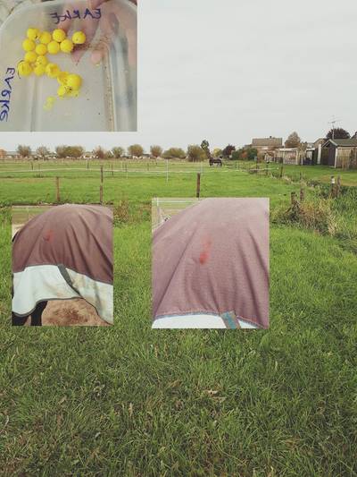 Paarden beschoten met paintball gun in Gendt