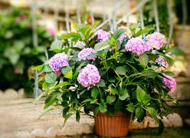 Bloemiste Karin laat zien hoe je hortensia's droogt