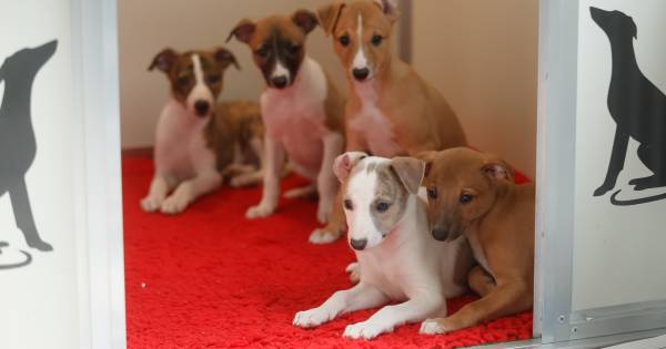 Inwoner en gemeente botsen: met hoeveel honden is een fokkerij geen hobby meer? - De Gelderlander