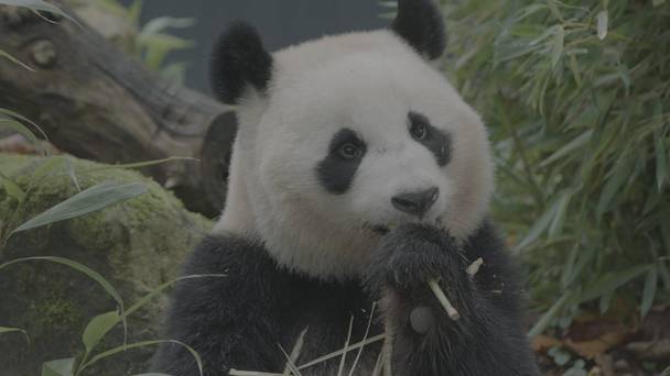 De kleine reuzenpanda vliegt uit