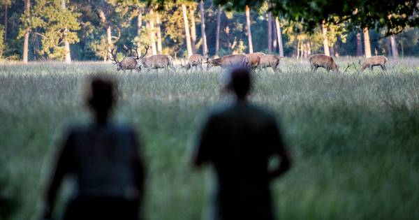 Hoge Veluwe keihard geraakt door corona: 'Wij zijn net als de Hema gewoon een bedrijf' - De Gelderla