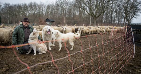 Deze honden houden wolven weg bij de schapen op Sallandse Heuvelrug, maar duur is dat wel - Tubantia
