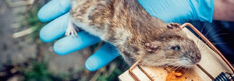 Een Bruine Rat Kan Klimmen Dus Ze Raakt Tot In Je Spouwmuren En Je