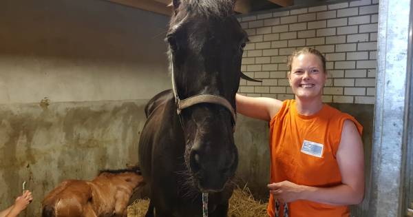 Pleegmerrie gevonden in Duizel, maar veulentje uit Noordijk overlijdt alsnog