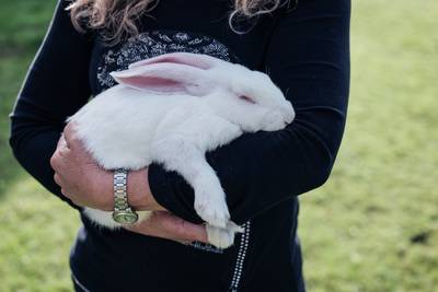 ‘Slechts’ boete voor insluipen in konijnenstal Vragender