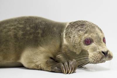 Zeldzame albinozeehond gevonden in Noordwijk