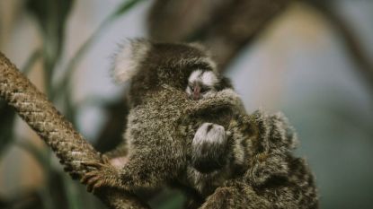 Olmense Zoo verwelkomt twee witoorpenseelaapjes en jij mag mee een naam zoeken