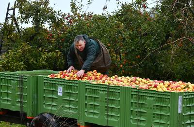 Op zoek naar werk? Neder-Betuwe en Buren vragen om te komen helpen met de appel- en perenoogst