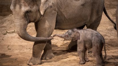 Zo kwam het baby-olifantje van Planckendael ter wereld