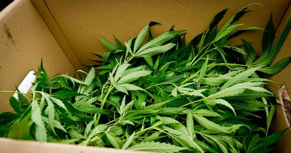 Nederlandse drugshandel overspoelt België | Binnenland - AD.nl