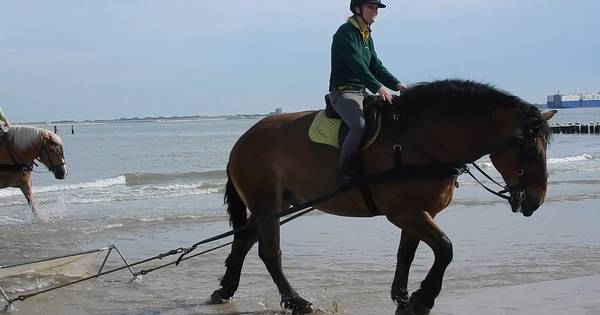 Strandvissen met trekpaarden in Breskens | Zeeuws-Vlaanderen - PZC
