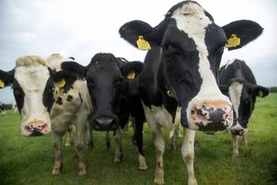 Boeren mogen 'slechts twee jaar' meer mest uitrijden na fraude en gesjoemel