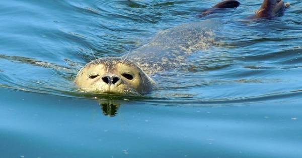 A Seal focust op voortplanting zeehonden