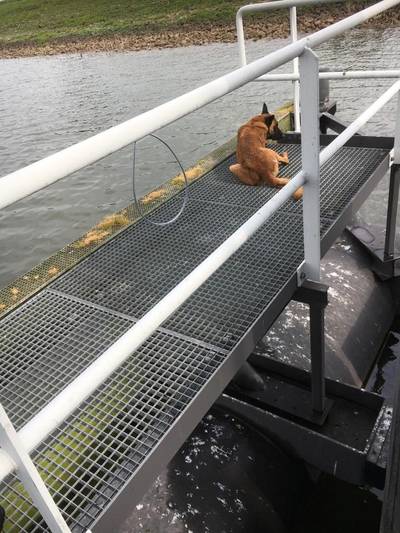 Loslopende Mechelse herder gevangen na zoekactie in Ochten