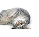 Eindelijk bewijs: uw kat luistert (soms) naar zijn naam