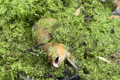 Massale vissterfte Grave door te weinig zuurstof in water
