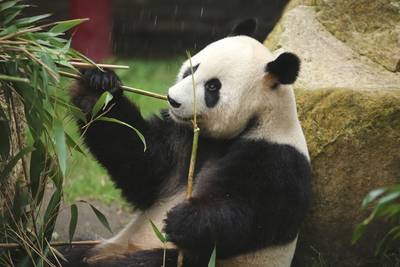 Ouwehand trakteert panda's en wolven op verkoeling