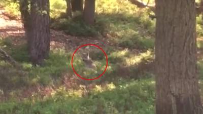 Amsterdammer spot wolvenwelp tijdens wandeling over de Veluwe