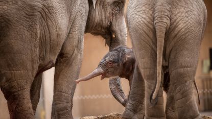 Olifant Kai-Mook bevallen in Planckendael 