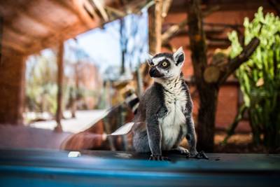 ‘Madagaskar’ opent in Burgers’ Zoo