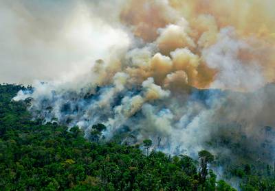 WWF: 43 miljoen hectare woud vernietigd sinds 2004